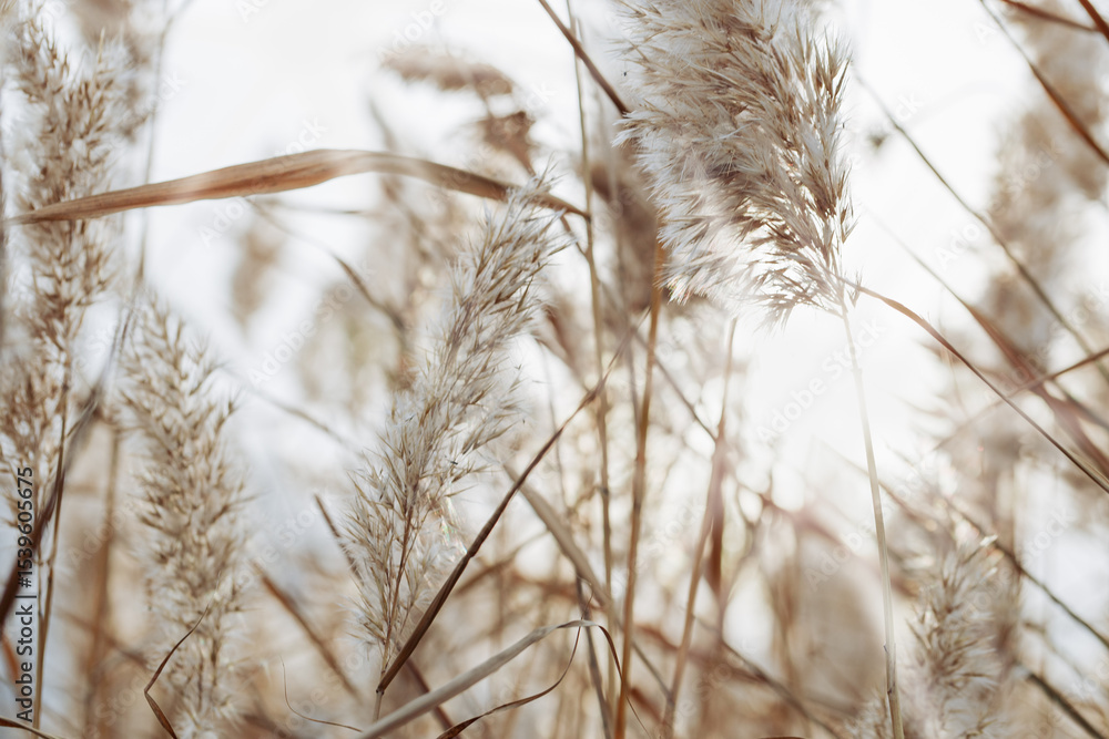 Fototapeta premium Autumn beige brown wild grass as Natural textured pattern with contour light, organic design background, soft focus, neutral color. Aesthetic nature scenery, minimal style autumn seasonal ornament