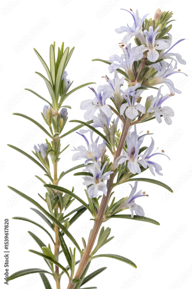 Fototapeta premium twig of rosemary