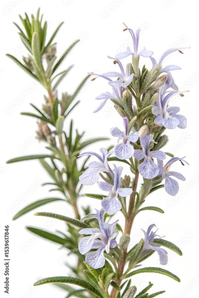 Fototapeta premium branch of rosemary