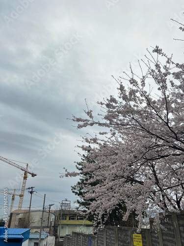 Cherry Blossom in Busan, South Korea