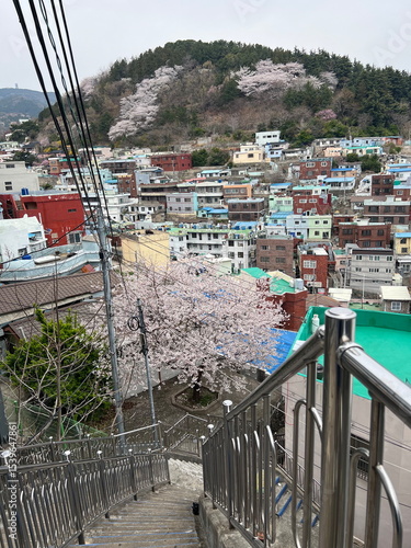 Cherry Blossom in Busan, South Korea