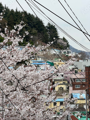 Cherry Blossom in Busan, South Korea