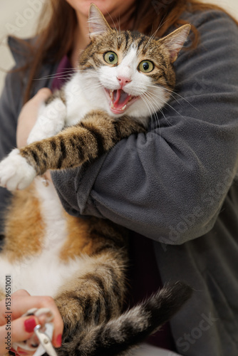 surprised cat, şaşıran kedi