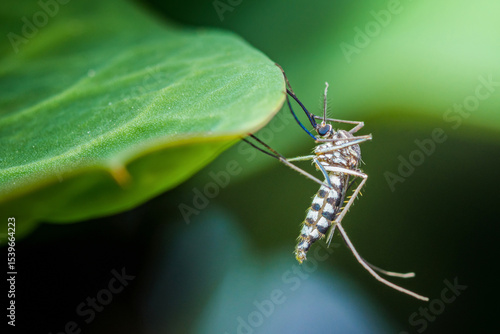 Wallpaper Mural Asian tiger mosquito resting on green leaf Torontodigital.ca