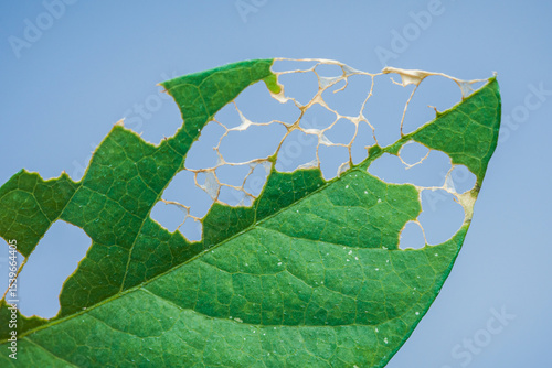 Photos Green leaf showing damage from insects eating holes against blue sky