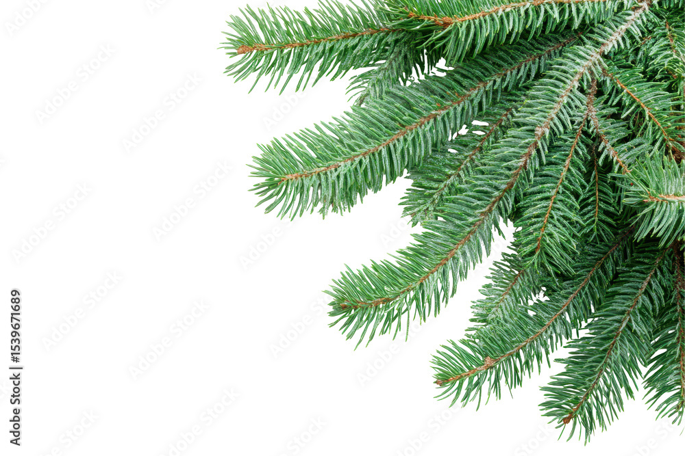 Christmas tree branches isolated on a white background displaying the rich green color and detailed texture, perfect for holiday decorations and seasonal imagery Christmas tree branches isolated on a white background displaying the rich green color and detailed texture, perfect for holiday decorations and seasonal imagery
