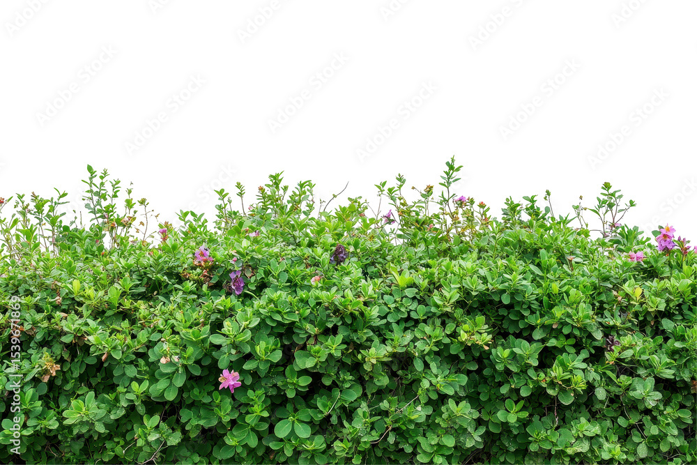Lush greenery with vibrant flowers thriving above a light backdrop in a peaceful garden setting during the daytime hours of spring Lush greenery with vibrant flowers thriving above a light backdrop in a peaceful garden setting during the daytime hours of spring