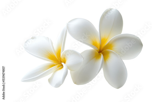 Elegant white flowers with yellow accents placed against a clean white backdrop for a fresh and serene atmosphere