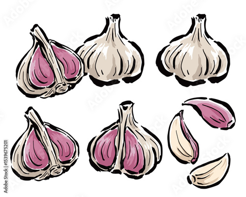 紫にんにく　半分に割った断面・一片など　筆タッチ手描きイラスト