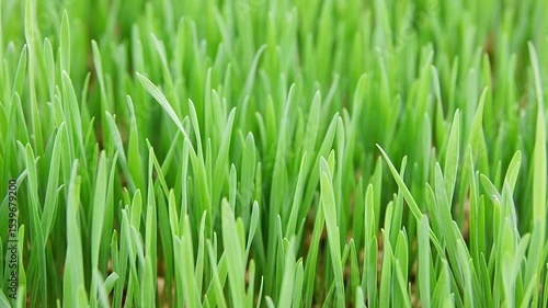 Close-up of green wheat seedlings with moving leaves, soft sunlight shining down on them.