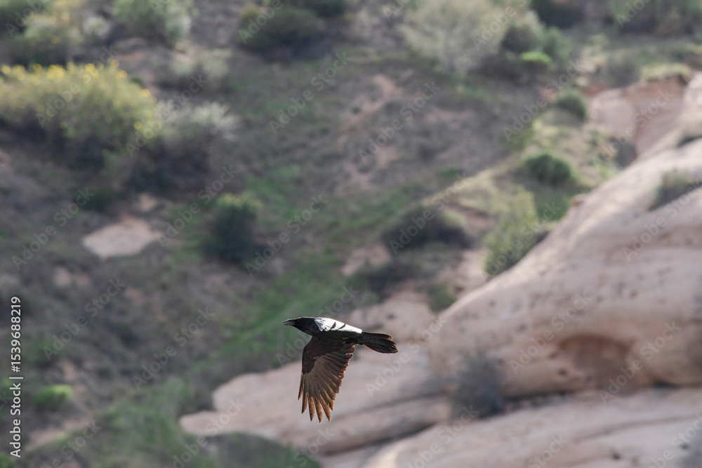 Fototapeta premium A raven flies mountainous background shallow focus