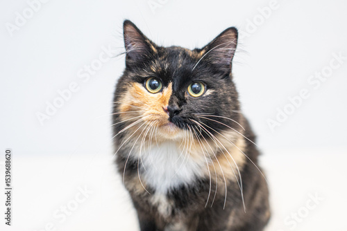 a calico cat with wide eyes and long whiskers on white background