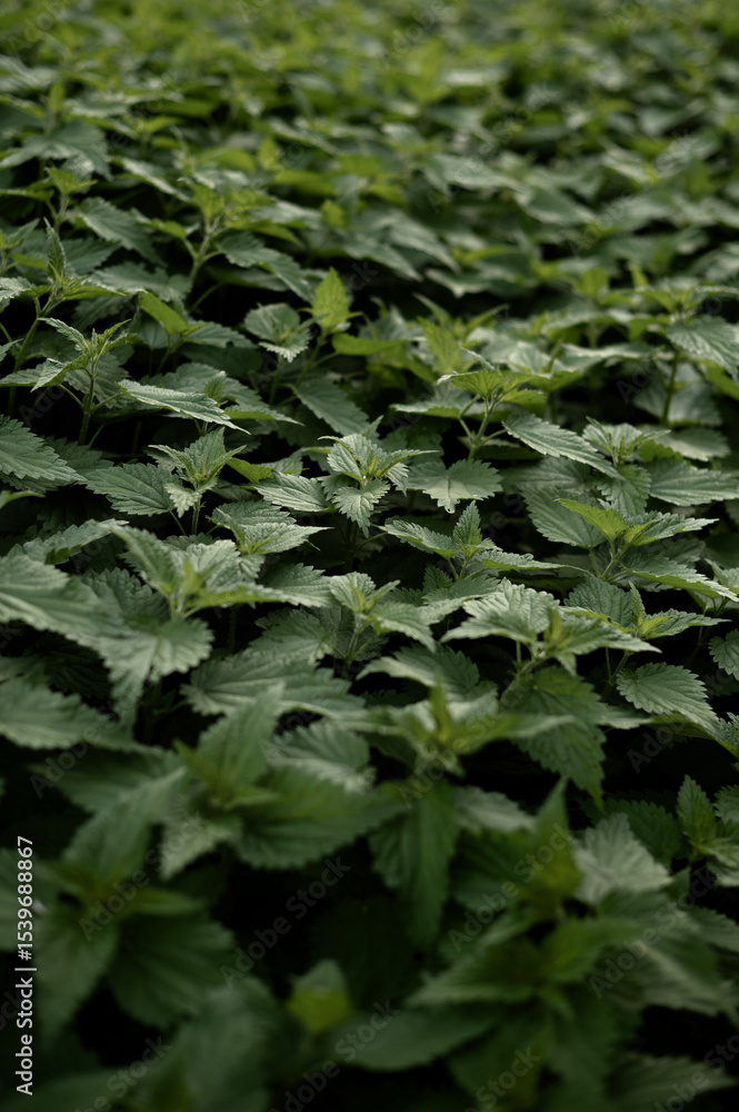 Fototapeta premium Deep green nettle patch in natural light.