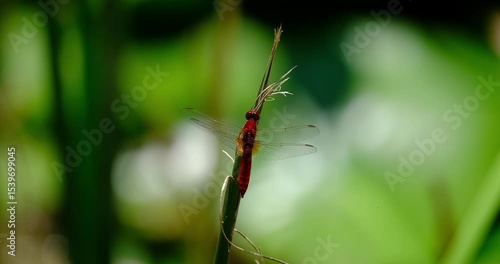 Wallpaper Mural red dragonfly on a branch Torontodigital.ca