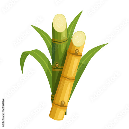 Illustration of sugarcane, isolated on white background, suitable as a packaging label for processed sugarcane products