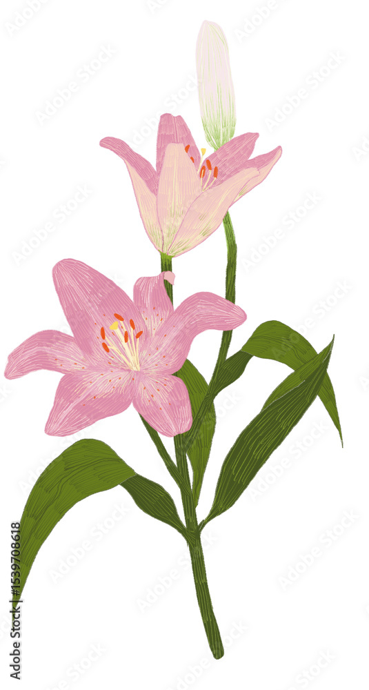Naklejka premium 백합 꽃 일러스트