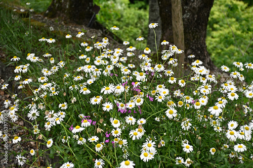 道の駅「明宝」の花壇
