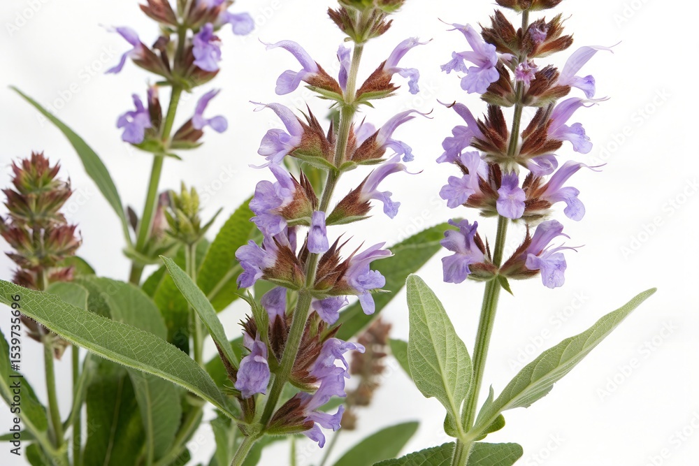 Fototapeta premium Salvia officinalis isolated on white background