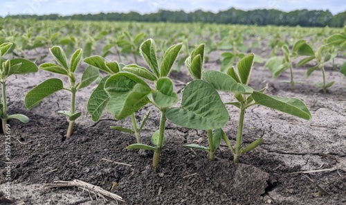 Low angle view of a field with young soybean seedlings just emerging from the soil. The green leaves stand out clearly against the gray, dry earth.