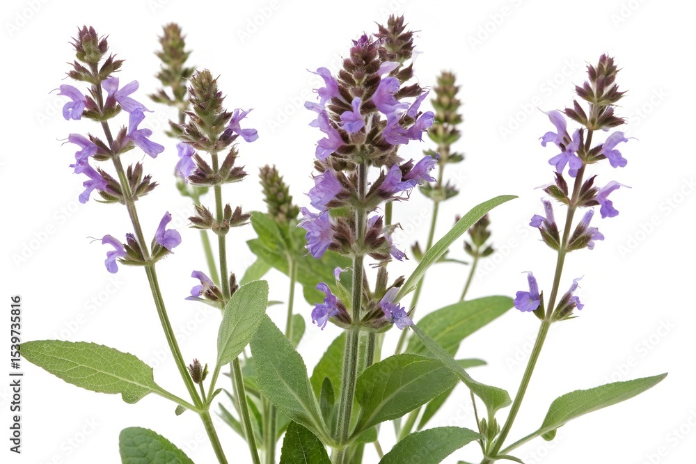 sage flowers isolated on white background sage flowers isolated on white background