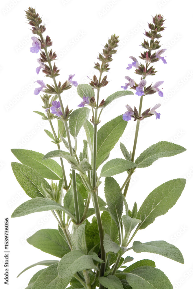 Fototapeta premium wild Salvia officinalis flower isolated on white background