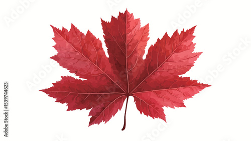 A detailed close-up photograph of a single red maple leaf against a pure white background. The leaf is sharply focused, showcasing its vibrant red color, intricate vein structure
