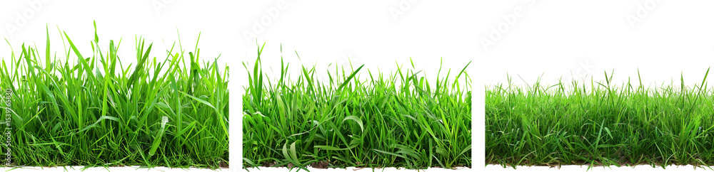 Fototapeta premium Three stages of grass growth from seedling to mature plant. The natural process of plant development.