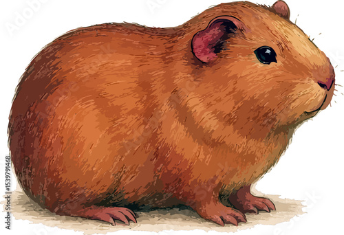 Cavia porcellus