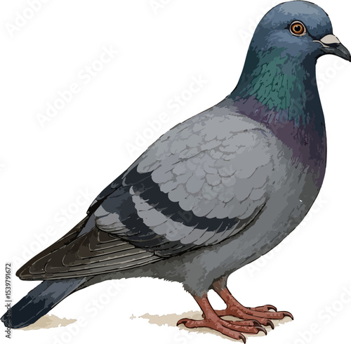 Columba livia