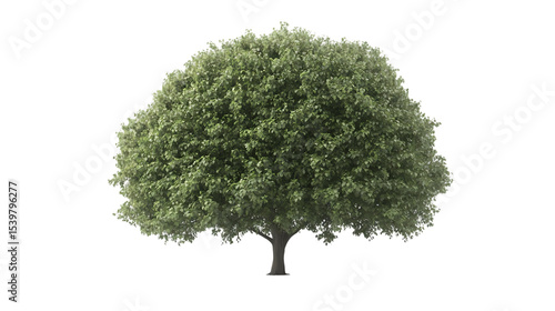 Solitary Canopy A Lush Isolated Tree Against a Pristine White Background isolated on transparent background