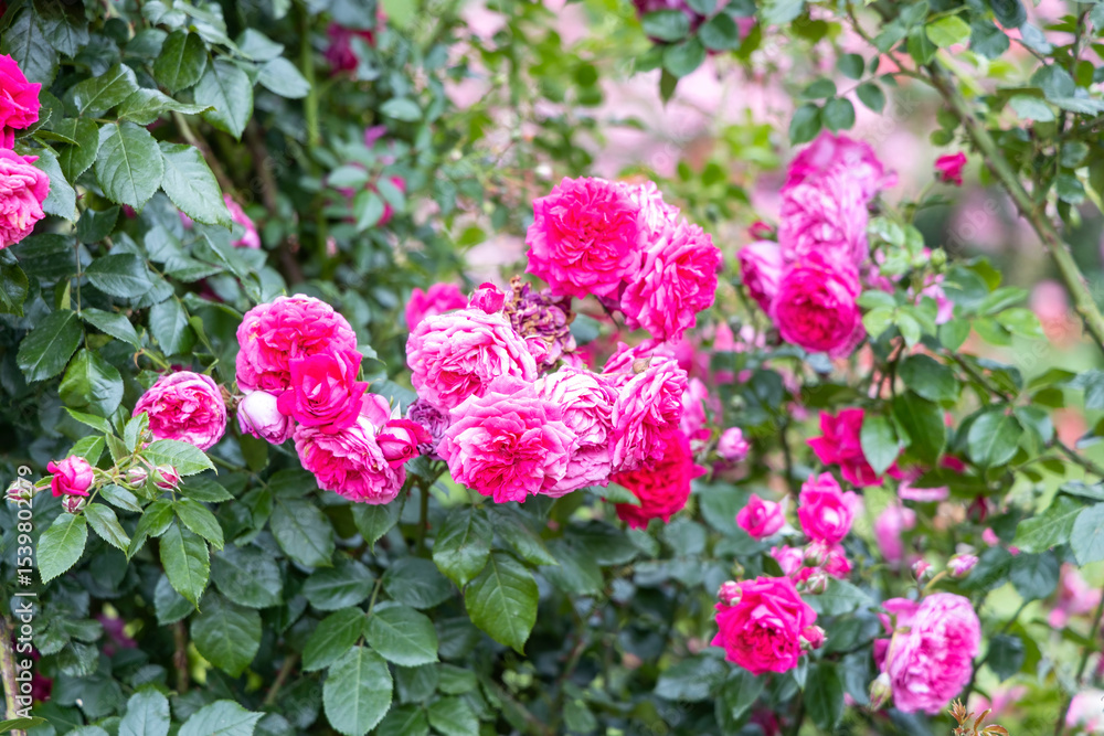 Fototapeta premium Vibrant pink roses blooming in garden during summer