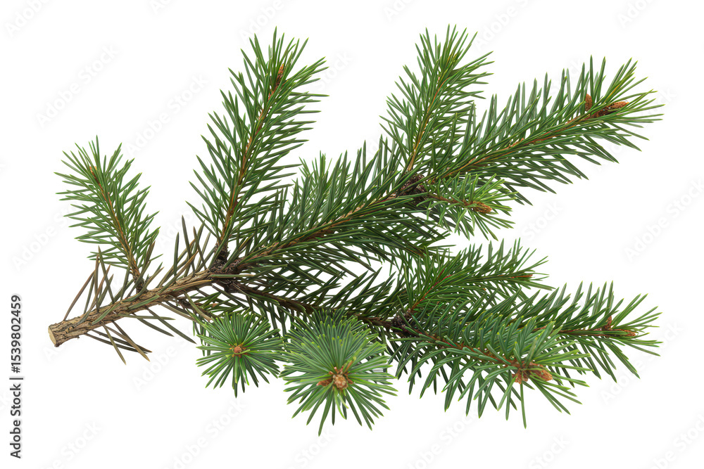 Christmas tree branch, green pine branch isolated on transparent background Christmas tree branch, green pine branch isolated on transparent background