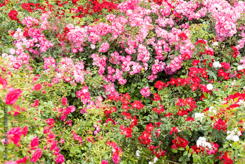 Vibrant blooming rose bushes in a summer garden