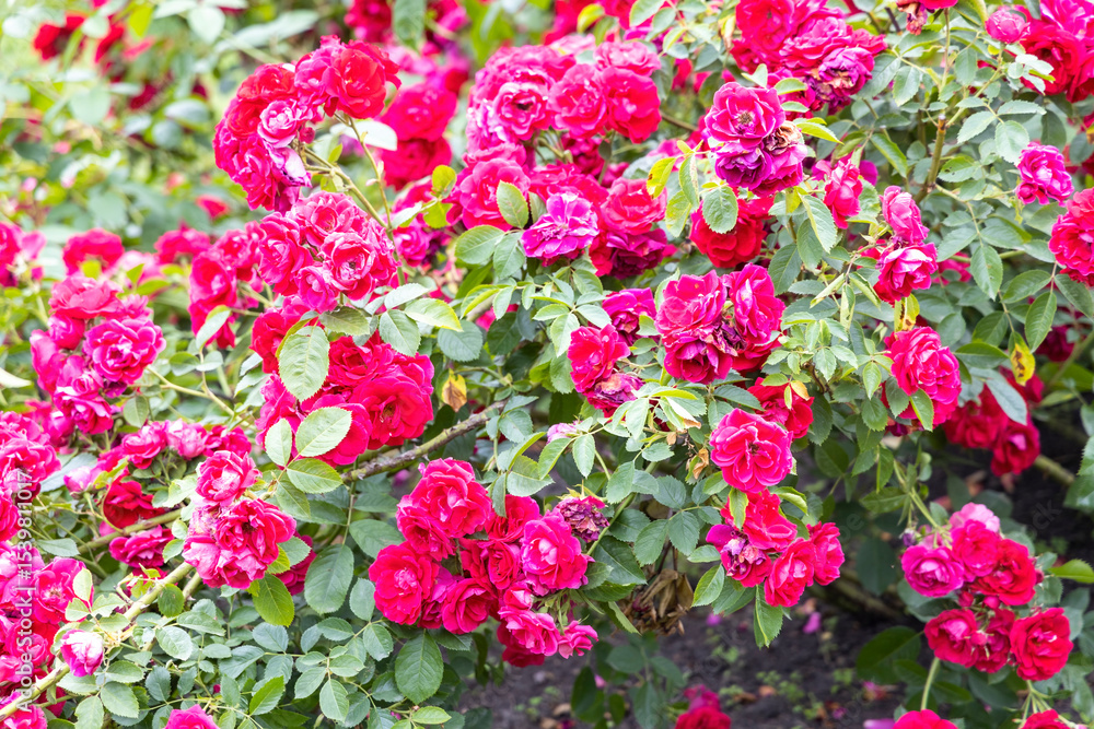 Cluster of vibrant pink roses in a garden Cluster of vibrant pink roses in a garden