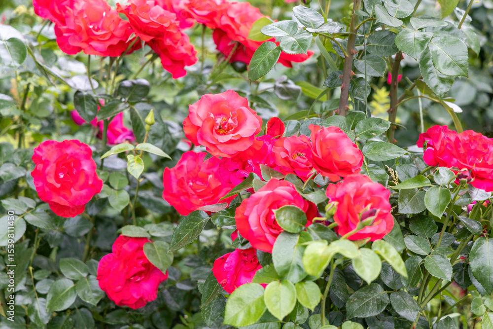 Bright red roses blooming in garden with green leaves Bright red roses blooming in garden with green leaves