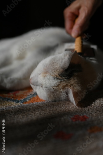 動物, 猫, 生き物, 可愛い, ポートレート