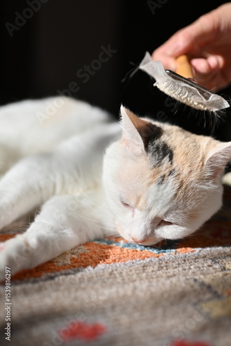 ブラッシングをされる猫