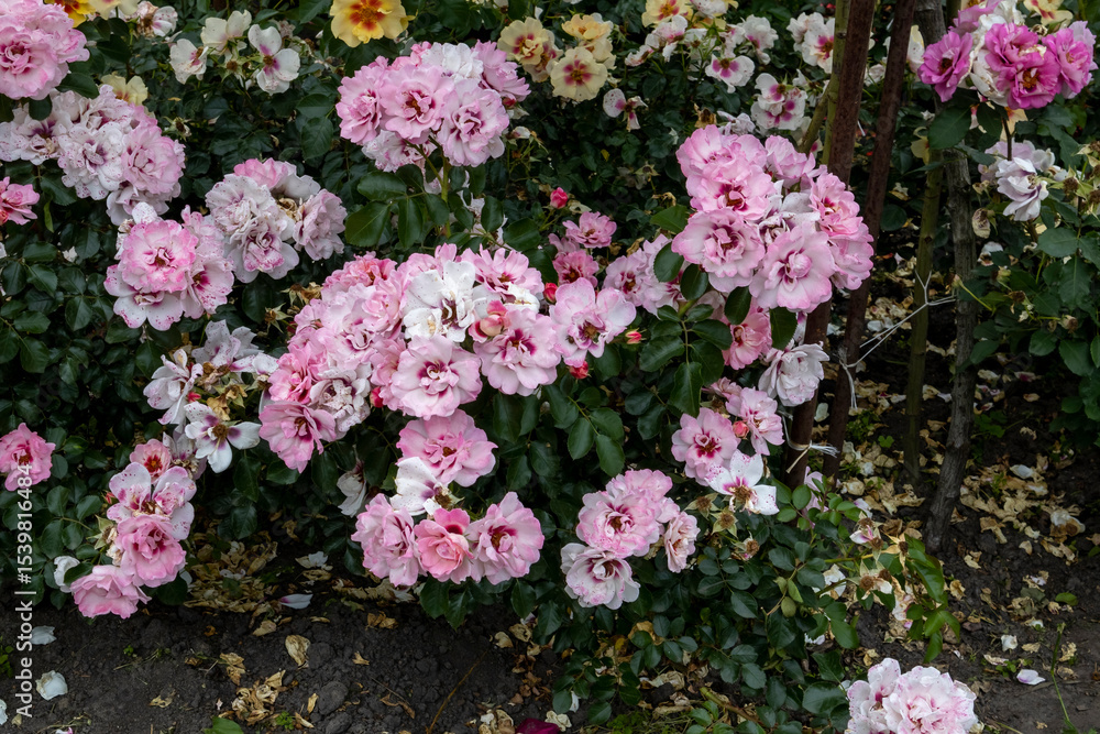 Obraz premium Cluster of blooming pink roses in a garden