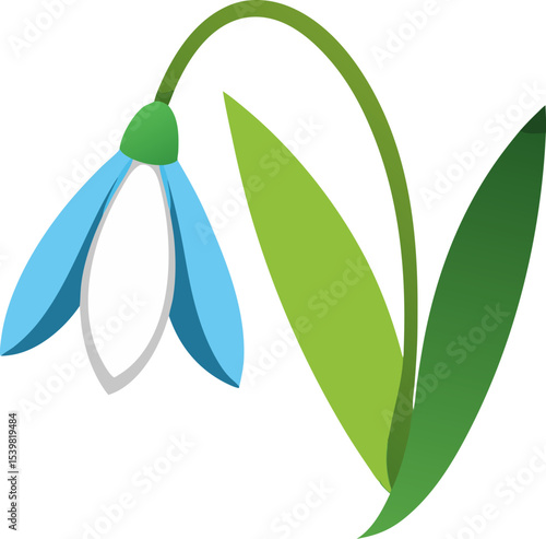 vector illustration of a snowdrop flower