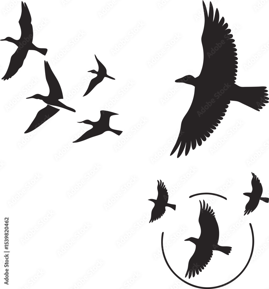 Obraz premium silhouettes of birds