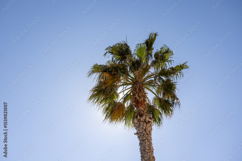 Fototapeta premium Palm Tree Silhouetted Against a Clear Sky
