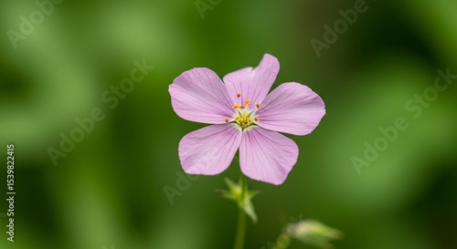 purple flower on green background