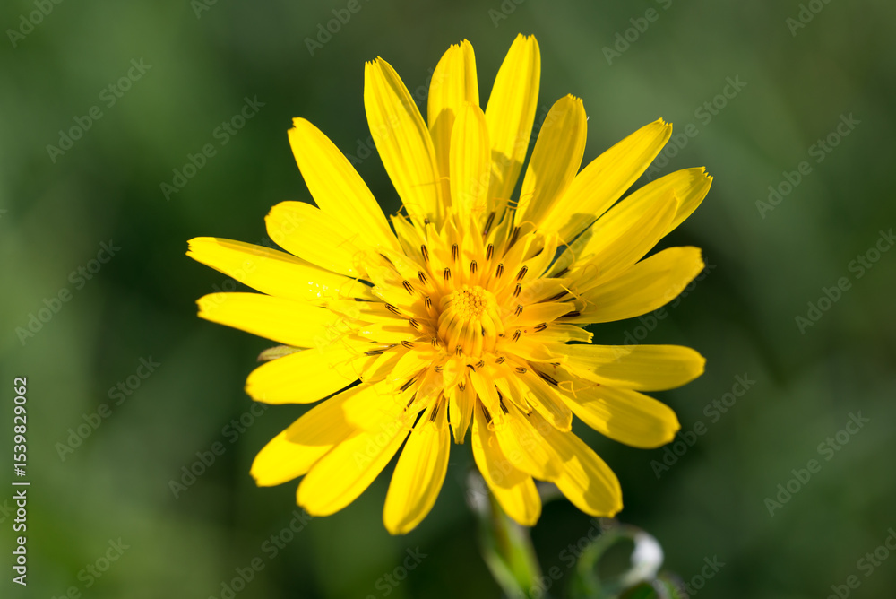 Obraz premium meadow salsify, Tragopogon pratensis yellow flower closeup selective focus