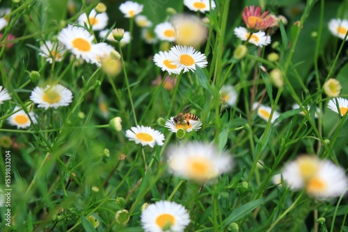 Obraz na plátne A bee pollinating flowers in a vibrant meadow.