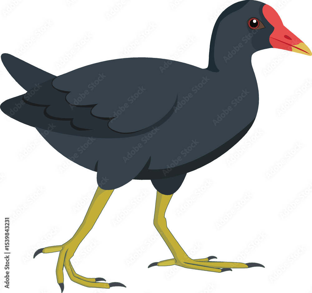 Obraz premium Dusky Moorhen (Gallinula tenebrosa) - Original Clean-Line Clipart with Transparent Background