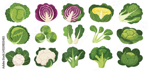 Assortment of fresh vegetables collection