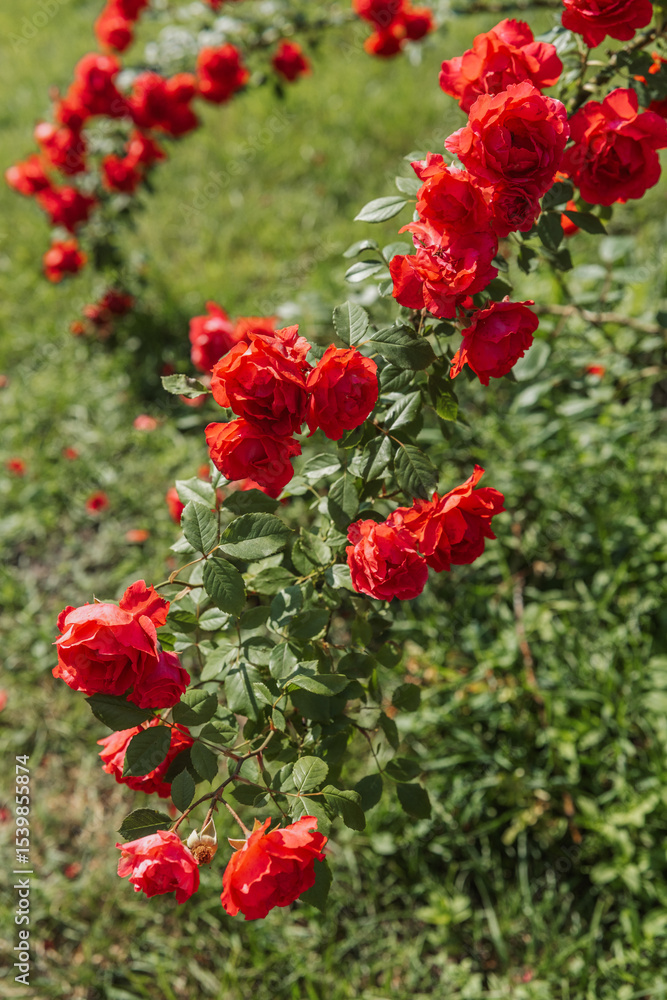 Vibrant red roses bloom in a sunny garden during late spring season Vibrant red roses bloom in a sunny garden during late spring season