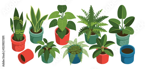 Collection of houseplants in colorful pots