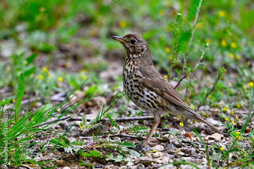 Wallpaper Mural Singdrossel // Song thrush (Turdus philomelos)  Torontodigital.ca