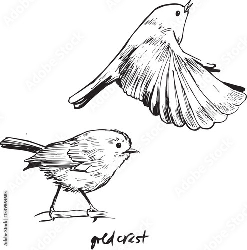 Goldcrest bird flying and sitting sketches. Bird movement black and white drawings. Nature birdwatching ink illustration. Simple textured vector drawings.  Passerine bird, kinglet family, king birds